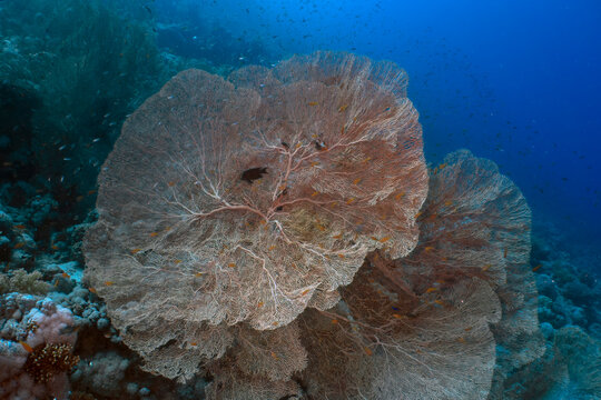 Giant Gorgonian Sea Fans (Subergorgia hicksoni) in the Red Sea, Egypt