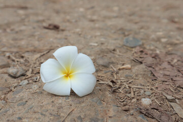frangipani flowers, frangipani on the floor, frangipani on the road beautiful frangipani flowers