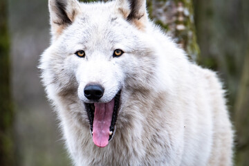 Obraz premium Close up of an adult white wolve roaming in the forest