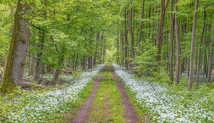 View along a forest path lined with white blooming wild garlic in springtime