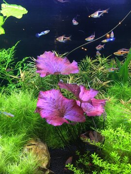 アクアリウム Aquarium