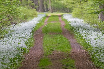 Fototapeta na wymiar View along a forest path lined with white blooming wild garlic in springtime