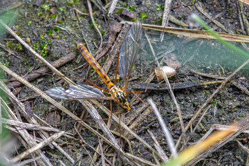 A big mosquito lives in the wild, North China
