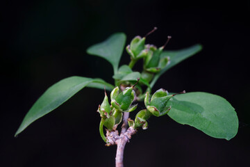 The seed of Forsythia suspensa, a medicinal plant in North China