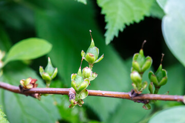 The seed of Forsythia suspensa, a medicinal plant in North China