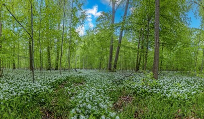 View over a piece of forest with dense growth of white flowering wild garlic
