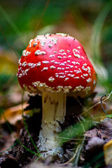 fly agaric mushroom