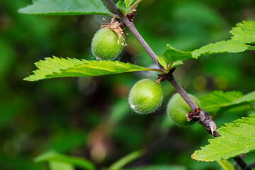 Green cherry fruit on the branches, North China