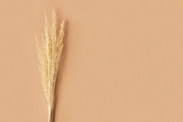 Dry pampas grass on brown background. Minimal stylish trend concept. Copy space. Nordic interior....