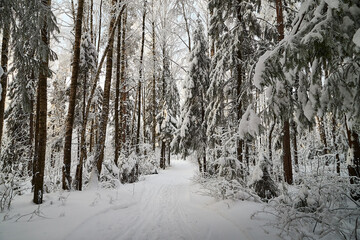 Forest covered with white snow on a cold winter day
