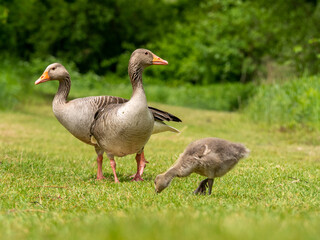 Geese and goslings in green nature