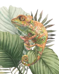 Crédence de cuisine en verre imprimé Olive verte Oeuvre de caméléon aquarelle. Conception d& 39 animaux de la jungle avec des reptiles, des feuilles tropicales et des branches.
