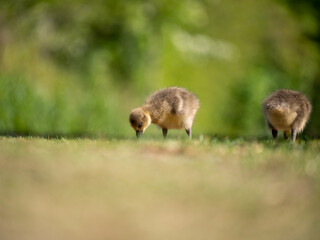 little goslings in green nature