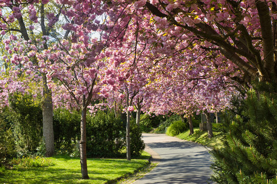Zierkirschen Bl&uuml;te in Bad Hersfeld