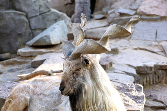Turkmenian markhor on a rocks, also known as Tajik screw horny goat (Capra falconeri heptneri)