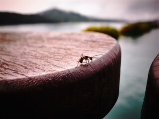 ant posing Taiwan