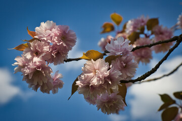 Zierkirschen Blüte