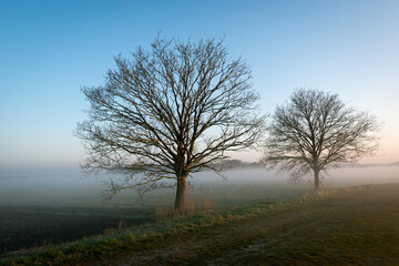 Rural landscape during the dawn. The sun is just rising, but the morning mist still hangs over the fields. The photo was taken in the Dutch province of North Brabant at the beginning of springtime.