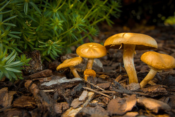 mushrooms in a garden in spring