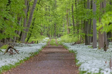 Badezimmer Foto Rückwand View along a forest path lined with white blooming wild garlic in springtime © Aquarius
