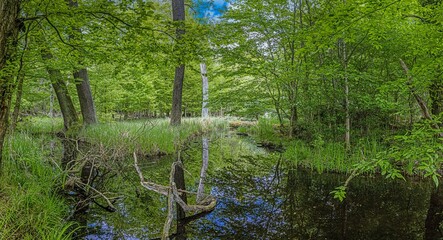 Obraz premium View of small pond in dense forest with reflections in springtime