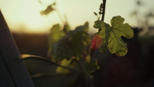 Grape leaves swaying wind at sunset closeup. Vineyard on soft evening sunlight.