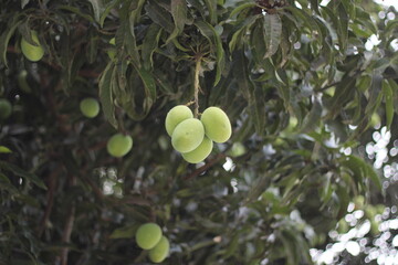 Green mangoes hanging on tree