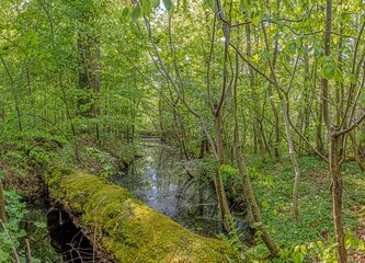 View of small pond in dense forest with reflections in springtime