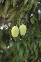 Green mangoes hanging on a tree