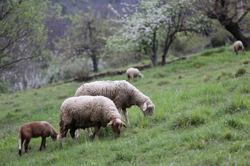 Obraz na płótnie Canvas Texel cross Ewe (female sheep) with her newborn lambs. Concept: Mother's love. Sheep and lambs in lush green meadow in Spring time. Yorkshire Dales, England, UK. Landscape, horizontal. Space for copy.