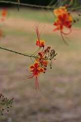 Red royal poinciana flowers blooming