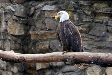 Bald eagle sitting on a log on stone wall background. National symbol of the United States