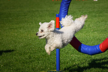 Dog is jumping in agility tyre.  Amazing day on czech agility privat training