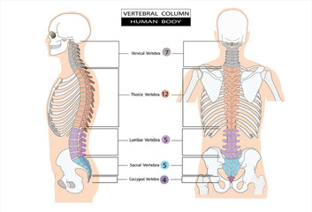 Spinal Column of Anatomy Infograpic Anatomy diagram of the human body. including the cervical, thoracic, lumbar, and coccyx vertebrae for education, science, medicine and health care. - obrazy, fototapety, plakaty