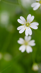 Rabelera holostea, park of Enghien, Belgium