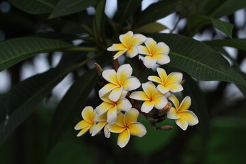 A bunch of white plumeria flowers blooming on tree