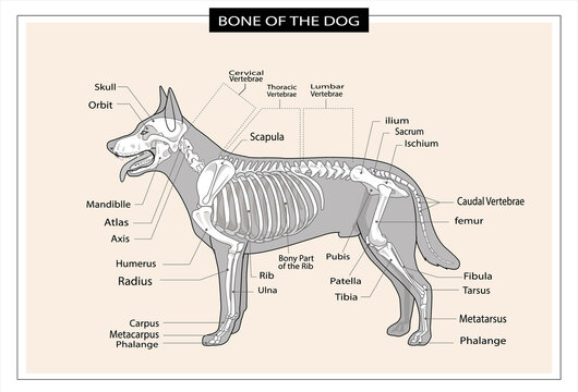 Dog skeleton veterinary vector illustration, dog osteology, bones
