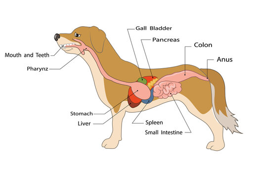Vector Illustration of digestive system of the dog anatomy