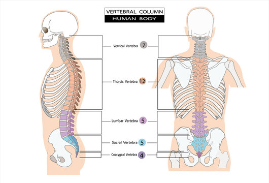 Spinal Column of Anatomy Infograpic Anatomy diagram of the human body. including the cervical, thoracic, lumbar, and coccyx vertebrae for education, science, medicine and health care.