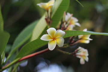 A bunch of white plumeria flowers blooming on tree