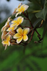 White plumeria flowers blooming on the tree