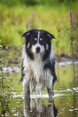 Portrait of border collie in water. He has reclection in the water. He is very cute.