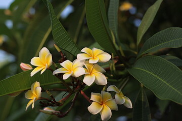 White plumeria flowers blooming on the tree