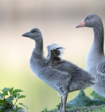 A gosling trying to fly for the first time, watched by its mother.