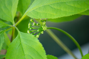 オタネニンジンの花（黄緑色の花）、学名：Panax ginseng C.A.MEYER 、春、東京で撮影、オタネニンジンは漢方原料