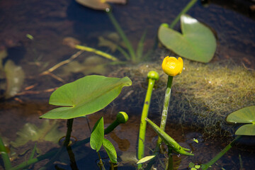 コウホネ（河骨）　学名： Nuphar japonicum、 スイレン科、生薬原料、生薬名はセンコツ（川骨）５月撮影（東京）