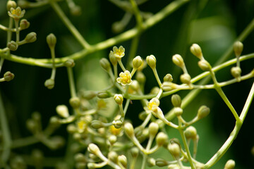 セイロンニッケイの花が咲いている　学名：Cinnamomum Zeylanicum Nees