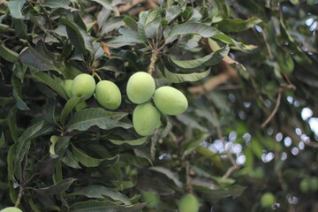 A bunch of green mangoes hanging on the tree