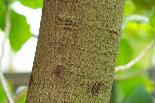 アカキナノキの樹皮　学名：Cinchona pubescens Vahl、樹皮からマラリアの特効薬のキニーネが採れる.