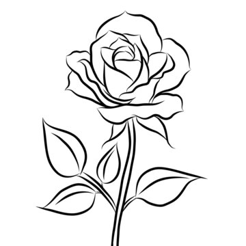 Free Rose Images – Browse 36,027 Free Stock Photos, Vectors, and Video ...